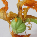 Pflanzliches_2