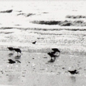 StrandSPO2